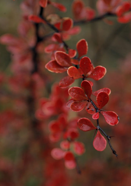 101314bp-fall-color-package-02